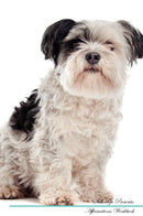 Shih Tzu Affirmations Workbook Shih Tzu Presents: Positive and Loving Affirmations Workbook. Includes: Mentoring Questions, Guidance, Supporting You.