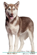Siberian Husky Affirmations Workbook Siberian Husky Presents: Positive and Loving Affirmations Workbook. Includes: Mentoring Questions, Guidance, Supporting You.