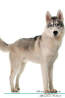 Siberian Husky Affirmations Workbook Siberian Husky Presents: Positive and Loving Affirmations Workbook. Includes: Mentoring Questions, Guidance, Supporting You.