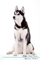Siberian Husky Affirmations Workbook Siberian Husky Presents: Positive and Loving Affirmations Workbook. Includes: Mentoring Questions, Guidance, Supporting You.