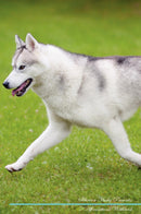 Siberian Husky Affirmations Workbook Siberian Husky Presents: Positive and Loving Affirmations Workbook. Includes: Mentoring Questions, Guidance, Supporting You.