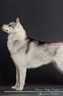 Siberian Husky Affirmations Workbook Siberian Husky Presents: Positive and Loving Affirmations Workbook. Includes: Mentoring Questions, Guidance, Supporting You.