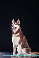 Siberian Husky Affirmations Workbook Siberian Husky Presents: Positive and Loving Affirmations Workbook. Includes: Mentoring Questions, Guidance, Supporting You.