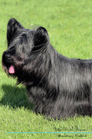 Skye Terrier Affirmations Workbook Skye Terrier Presents: Positive and Loving Affirmations Workbook. Includes: Mentoring Questions, Guidance, Supporting You.