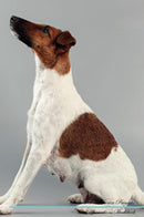 Smooth Fox Terrier Affirmations Workbook Smooth Fox Terrier Presents: Positive and Loving Affirmations Workbook. Includes: Mentoring Questions, Guidance, Supporting You.