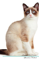 Snowshoe Cat Affirmations Workbook Snowshoe Cat Presents: Positive and Loving Affirmations Workbook. Includes: Mentoring Questions, Guidance, Supporting You.