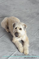 Soft Coated Wheaten Terrier Affirmations Workbook Soft Coated Wheaten Terrier Presents: Positive and Loving Affirmations Workbook. Includes: Mentoring Questions, Guidance, Supporting You.