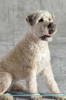 Soft Coated Wheaten Terrier Affirmations Workbook Soft Coated Wheaten Terrier Presents: Positive and Loving Affirmations Workbook. Includes: Mentoring Questions, Guidance, Supporting You.