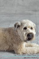 Soft Coated Wheaten Terrier Affirmations Workbook Soft Coated Wheaten Terrier Presents: Positive and Loving Affirmations Workbook. Includes: Mentoring Questions, Guidance, Supporting You.