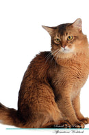 Somali Cat Affirmations Workbook Somali Cat Presents: Positive and Loving Affirmations Workbook. Includes: Mentoring Questions, Guidance, Supporting You.