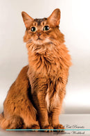 Somali Cat Affirmations Workbook Somali Cat Presents: Positive and Loving Affirmations Workbook. Includes: Mentoring Questions, Guidance, Supporting You.
