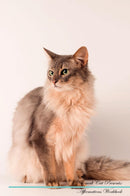 Somali Cat Affirmations Workbook Somali Cat Presents: Positive and Loving Affirmations Workbook. Includes: Mentoring Questions, Guidance, Supporting You.