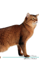 Somali Cat Affirmations Workbook Somali Cat Presents: Positive and Loving Affirmations Workbook. Includes: Mentoring Questions, Guidance, Supporting You.