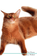 Somali Cat Affirmations Workbook Somali Cat Presents: Positive and Loving Affirmations Workbook. Includes: Mentoring Questions, Guidance, Supporting You.