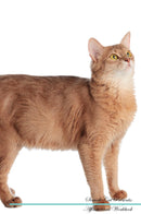 Somali Cat Affirmations Workbook Somali Cat Presents: Positive and Loving Affirmations Workbook. Includes: Mentoring Questions, Guidance, Supporting You.