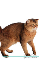 Somali Cat Affirmations Workbook Somali Cat Presents: Positive and Loving Affirmations Workbook. Includes: Mentoring Questions, Guidance, Supporting You.