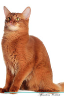 Somali Cat Affirmations Workbook Somali Cat Presents: Positive and Loving Affirmations Workbook. Includes: Mentoring Questions, Guidance, Supporting You.