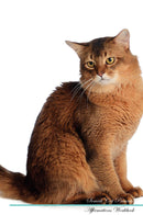 Somali Cat Affirmations Workbook Somali Cat Presents: Positive and Loving Affirmations Workbook. Includes: Mentoring Questions, Guidance, Supporting You.