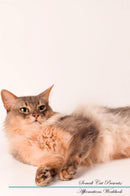 Somali Cat Affirmations Workbook Somali Cat Presents: Positive and Loving Affirmations Workbook. Includes: Mentoring Questions, Guidance, Supporting You.