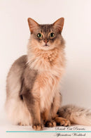 Somali Cat Affirmations Workbook Somali Cat Presents: Positive and Loving Affirmations Workbook. Includes: Mentoring Questions, Guidance, Supporting You.
