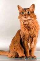Somali Cat Affirmations Workbook Somali Cat Presents: Positive and Loving Affirmations Workbook. Includes: Mentoring Questions, Guidance, Supporting You.