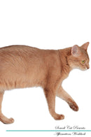 Somali Cat Affirmations Workbook Somali Cat Presents: Positive and Loving Affirmations Workbook. Includes: Mentoring Questions, Guidance, Supporting You.