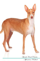 Spanish Hound Affirmations Workbook Spanish Hound Presents: Positive and Loving Affirmations Workbook. Includes: Mentoring Questions, Guidance, Supporting You.