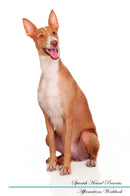 Spanish Hound Affirmations Workbook Spanish Hound Presents: Positive and Loving Affirmations Workbook. Includes: Mentoring Questions, Guidance, Supporting You.