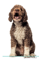 Spanish Water Dog Affirmations Workbook Spanish Water Dog Presents: Positive and Loving Affirmations Workbook. Includes: Mentoring Questions, Guidance, Supporting You.