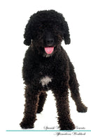 Spanish Water Dog Affirmations Workbook Spanish Water Dog Presents: Positive and Loving Affirmations Workbook. Includes: Mentoring Questions, Guidance, Supporting You.