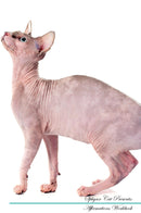 Sphynx Cat Affirmations Workbook Sphynx Cat Presents: Positive and Loving Affirmations Workbook. Includes: Mentoring Questions, Guidance, Supporting You.