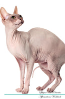 Sphynx Cat Affirmations Workbook Sphynx Cat Presents: Positive and Loving Affirmations Workbook. Includes: Mentoring Questions, Guidance, Supporting You.