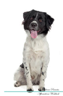 Stabyhoun Affirmations Workbook Stabyhoun Presents: Positive and Loving Affirmations Workbook. Includes: Mentoring Questions, Guidance, Supporting You.