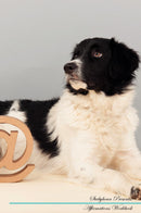 Stabyhoun Affirmations Workbook Stabyhoun Presents: Positive and Loving Affirmations Workbook. Includes: Mentoring Questions, Guidance, Supporting You.