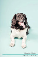 Stabyhoun Affirmations Workbook Stabyhoun Presents: Positive and Loving Affirmations Workbook. Includes: Mentoring Questions, Guidance, Supporting You.