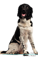 Stabyhoun Affirmations Workbook Stabyhoun Presents: Positive and Loving Affirmations Workbook. Includes: Mentoring Questions, Guidance, Supporting You.