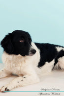 Stabyhoun Affirmations Workbook Stabyhoun Presents: Positive and Loving Affirmations Workbook. Includes: Mentoring Questions, Guidance, Supporting You.