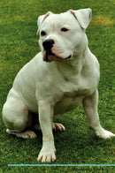 Staffordshire Bull Terrier Affirmations Workbook Staffordshire Bull Terrier Presents: Positive and Loving Affirmations Workbook. Includes: Mentoring Questions, Guidance, Supporting You.