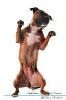 Staffordshire Bull Terrier Affirmations Workbook Staffordshire Bull Terrier Presents: Positive and Loving Affirmations Workbook. Includes: Mentoring Questions, Guidance, Supporting You.