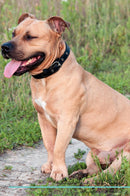 Staffordshire Bull Terrier Affirmations Workbook Staffordshire Bull Terrier Presents: Positive and Loving Affirmations Workbook. Includes: Mentoring Questions, Guidance, Supporting You.