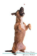 Staffordshire Bull Terrier Affirmations Workbook Staffordshire Bull Terrier Presents: Positive and Loving Affirmations Workbook. Includes: Mentoring Questions, Guidance, Supporting You.