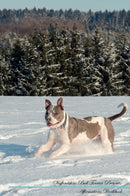 Staffordshire Bull Terrier Affirmations Workbook Staffordshire Bull Terrier Presents: Positive and Loving Affirmations Workbook. Includes: Mentoring Questions, Guidance, Supporting You.