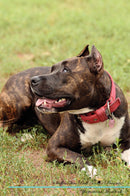 Staffordshire Bull Terrier Affirmations Workbook Staffordshire Bull Terrier Presents: Positive and Loving Affirmations Workbook. Includes: Mentoring Questions, Guidance, Supporting You.