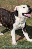 Staffordshire Bull Terrier Affirmations Workbook Staffordshire Bull Terrier Presents: Positive and Loving Affirmations Workbook. Includes: Mentoring Questions, Guidance, Supporting You.