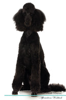 Standard Poodle Affirmations Workbook Standard Poodle Presents: Positive and Loving Affirmations Workbook. Includes: Mentoring Questions, Guidance, Supporting You.