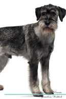 Standard Schnauzer Affirmations Workbook Standard Schnauzer Presents: Positive and Loving Affirmations Workbook. Includes: Mentoring Questions, Guidance, Supporting You.