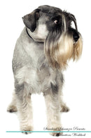 Standard Schnauzer Affirmations Workbook Standard Schnauzer Presents: Positive and Loving Affirmations Workbook. Includes: Mentoring Questions, Guidance, Supporting You.