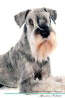 Standard Schnauzer Affirmations Workbook Standard Schnauzer Presents: Positive and Loving Affirmations Workbook. Includes: Mentoring Questions, Guidance, Supporting You.