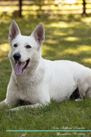 Swiss Shepherd Affirmations Workbook Swiss Shepherd Presents: Positive and Loving Affirmations Workbook. Includes: Mentoring Questions, Guidance, Supporting You.