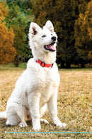 Swiss Shepherd Affirmations Workbook Swiss Shepherd Presents: Positive and Loving Affirmations Workbook. Includes: Mentoring Questions, Guidance, Supporting You.